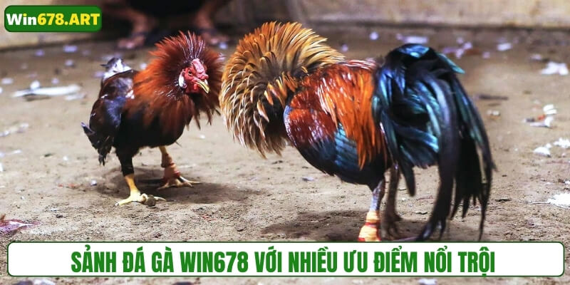Sảnh đá gà WIN678 với nhiều ưu điểm nổi trội 